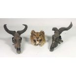 A 19th Century snarling Tiger Head, and a pair of Animal Skulls with horns, a lot, as is, w.a.f.
