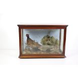 Taxidermy: A mahogany cased group of Irish Birds, including a Pheasant, Snipe,