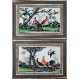 An attractive and colourful pair of 19th Century Chinese Paintings on Rice paper, "Exotic Birds,