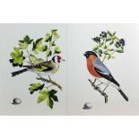 A very attractive set of 12 colourful bird Prints,