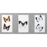 An attractive set of 6 Watercolours of colourful Butterflies,