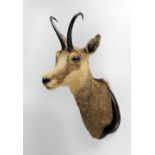 Taxidermy: A Chamois (Rupicapra Rupicapra), Head and neck mount with two horns,