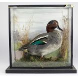 Taxidermy- "A Drake in a Landscape," cased, by Jim Corcoran, Ballyroan, with label.