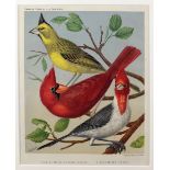 19th Century English, Day & Son Lithos Fine attractive set of 4 colourful Prints,
