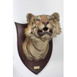 Taxidermy: A large stuffed and mounted Bengal Tiger Head, on shield shaped plaque with label "S.