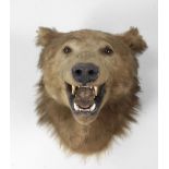 Taxidermy: A large brown Bear Head, with snarling mouth,