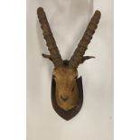 Taxidermy: A stuffed mounted Wild Goat Head with antlers, on shield shaped back, approx.