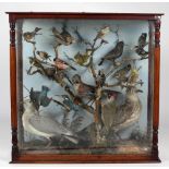 Taxidermy: A cased collection of Native Irish Birds, including greater tit, hawk finch, goldfinch,