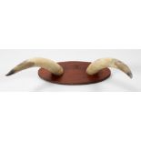 Taxidermy: A pair of American Buffalo Horns, mounted on wooden plaque.