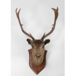 Taxidermy: A pair of Irish red Deer Heads with Antlers,
