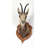 Taxidermy: A stuffed and mounted Chamois (Rupicapra-Ropica) head and neck mount with two horns on a