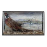 Taxidermy: A cased Model of a Pheasant, with painted landscape background.