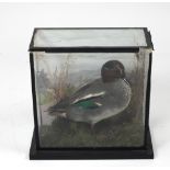 Taxidermy- "A Drake in a Landscape," cased, by Jim Corcoran, Ballyroan, with label.