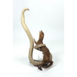 Taxidermy: A staged Model of a Mongoose, being trapped by a Cobra, approx. 64cms (25") high.