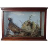 Taxidermy: A mahogany cased group of Irish Birds, including a Pheasant, Snipe,