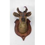 Taxidermy: An unusual small Deer's Head, with small horns and protruding tooth,
