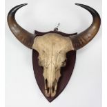 Taxidermy: A large Water Buffalo Head / Skull with horns, mounted on a shield shaped wooden plaque,