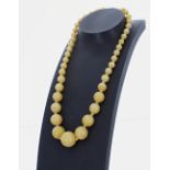 Fine butterscotch amber graduated bead necklace, from 7mm to 15mm, 45.4gm, 16" long