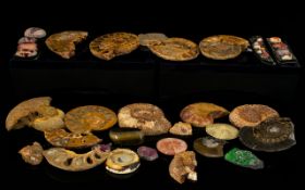 A Mixed Collection Of Ammonites Various cut and polished fossils, polished stones.