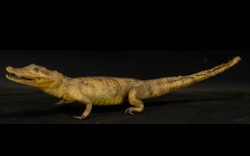 Taxidermy Interest, Early 20thC Crocodile, Length 30 Inches, open mouth with teeth displayed,