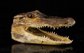 Taxidermy Interest - Crocodile Head In Nice Condition. All Teeth Intact. Length 5.5 Inches.