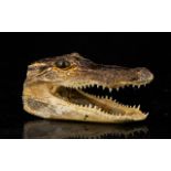 Taxidermy Interest - Crocodile Head In Nice Condition. All Teeth Intact. Length 5.5 Inches.