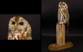 Taxidermy Interest - Tawny Owl - A Stuffed And Mounted Tawny Owl Raised On A Naturalistic Wooden