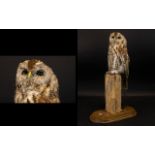 Taxidermy Interest - Tawny Owl - A Stuffed And Mounted Tawny Owl Raised On A Naturalistic Wooden