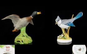 Spode - Hand Painted China Bird Figure ' Mallard Duck Rising ' 6.5 Inches - 16.25 cm High.