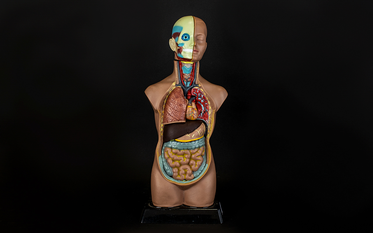Anatomy And Physiology Interest Unisex Half Torso Model Raised on black plastic base with removable