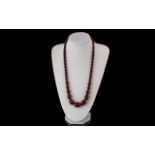 Early 20th Century Nice Quality Cherry Amber Graduated Beaded Necklace in excellent colour.