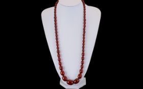 A Superb Cherry Coloured Graduated Amber Bead Necklace from the early 20thC.