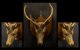 Taxidermy Interest - Mounted Head of Reindeer with antlers on a wooden plaque.