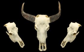 Antlers/Horns: African Hunting Trophy,