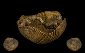 A Taxidermy Study of an Armadillo in the form of a basket. Length 7 inches by 6.5 inches.