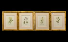 Collection of Four Framed Prints of Raspberry, Chamomile, Geranium & Alexanders. All mounted and