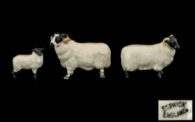 Beswick Farm Animal Figures (3) in total. 1. Black Faced Ram model no 3071 designer Mr Chawner