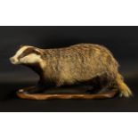 Mid-Victorian Period Taxidermy Large Badger Figure - fine quality specimen.