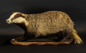 Mid-Victorian Period Taxidermy Large Badger Figure - fine quality specimen.