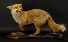 Mid Victorian Period Taxidermy Large Red Fox - fine quality work, well mounted.