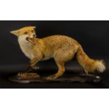 Mid Victorian Period Taxidermy Large Red Fox - fine quality work, well mounted.