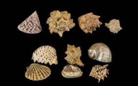 Excellent Collection of Large Marine Shells From Around the World. ( 10 ) In Total.