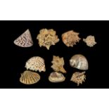 Excellent Collection of Large Marine Shells From Around the World. ( 10 ) In Total.