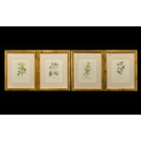 Collection of Four Framed Prints of Raspberry, Chamomile, Geranium & Alexanders. All mounted and