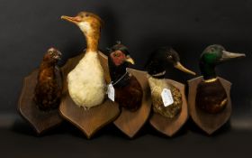 Taxidermy Interest Box Containing Five Mounted Duck Heads, To Include A Merganser,