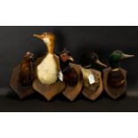 Taxidermy Interest Box Containing Five Mounted Duck Heads, To Include A Merganser,