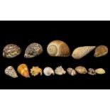 Excellent Condition of Assorted Old Marine Shells from around the world. 14 in total.