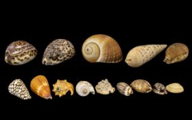 Excellent Condition of Assorted Old Marine Shells from around the world. 14 in total.