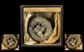 Natural History Curiosity Interest. A Glazed Display Box containing a petrified bird's nest with