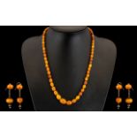 A Superb Quality Early 20th Century Butterscotch Natural Amber Beaded Graduated Necklace. With